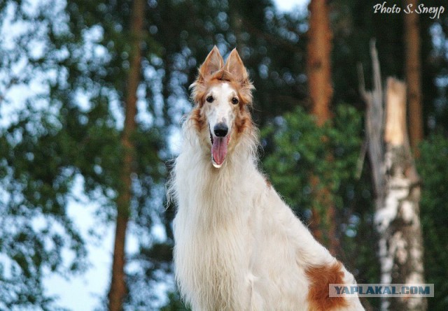 Собачки: русская борзая