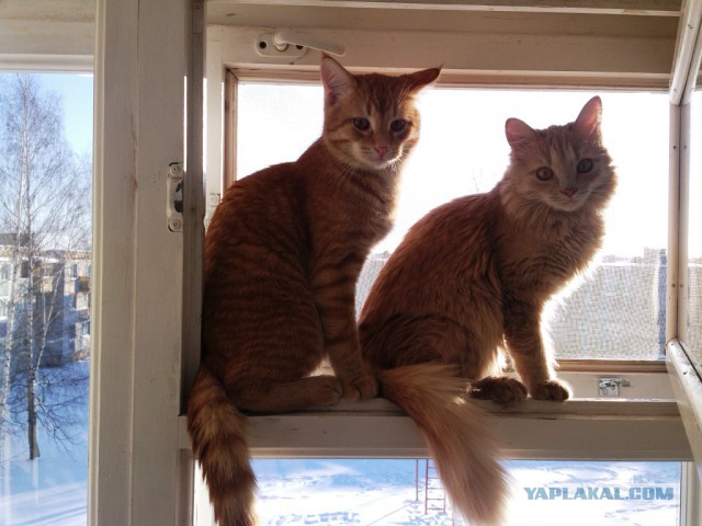 Котовторник 11.11.2014