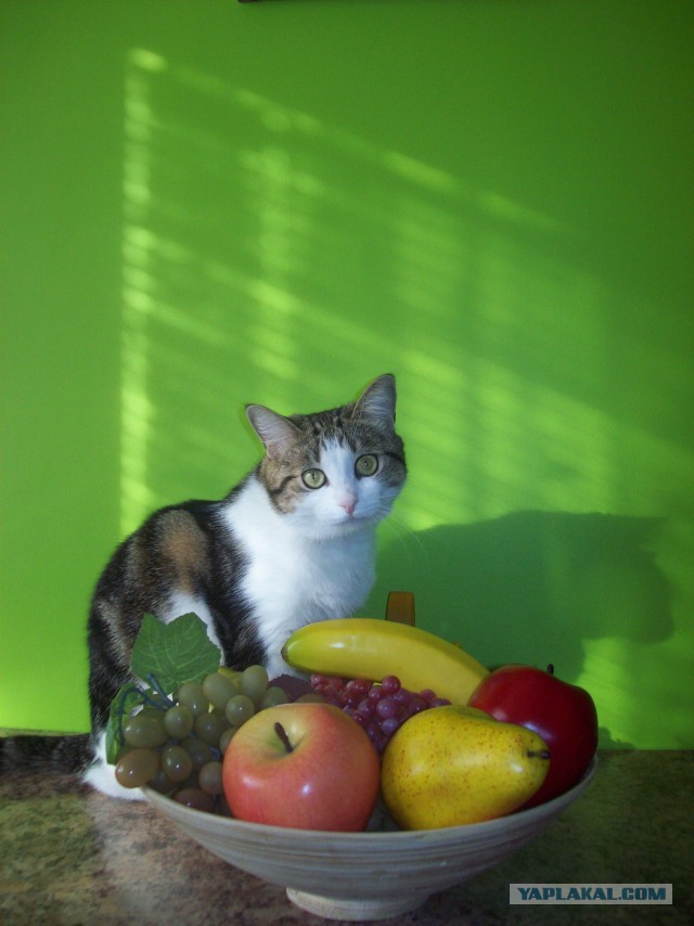 Котовторник 2.12.14
