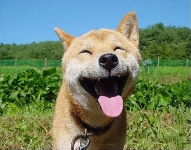 Прикольные картинки и демотиваторы