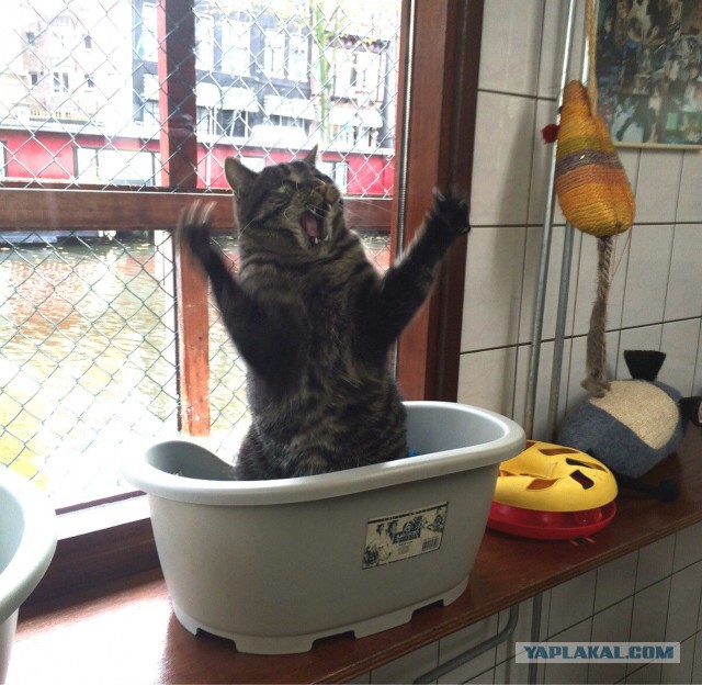 Котовторник