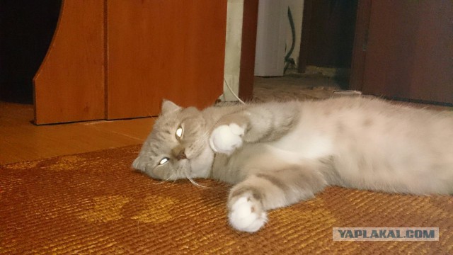 Котовторник 15.12.2015