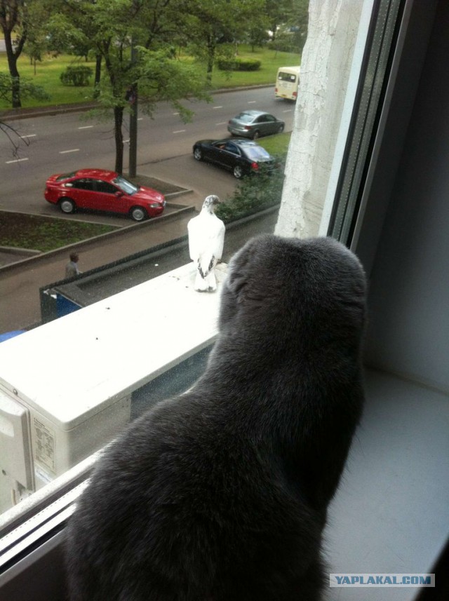 Котовторник