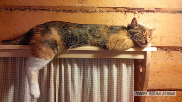 Котовторник 02.02.2016