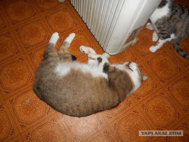 Жизнь домашнего приюта для котеек 100