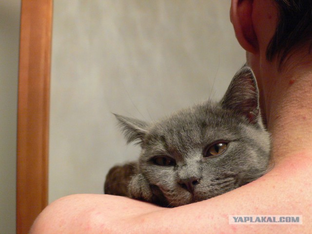 14 способов, как коты демонстрируют вам свою любовь