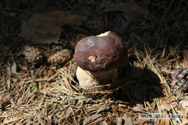 Славянская Душа