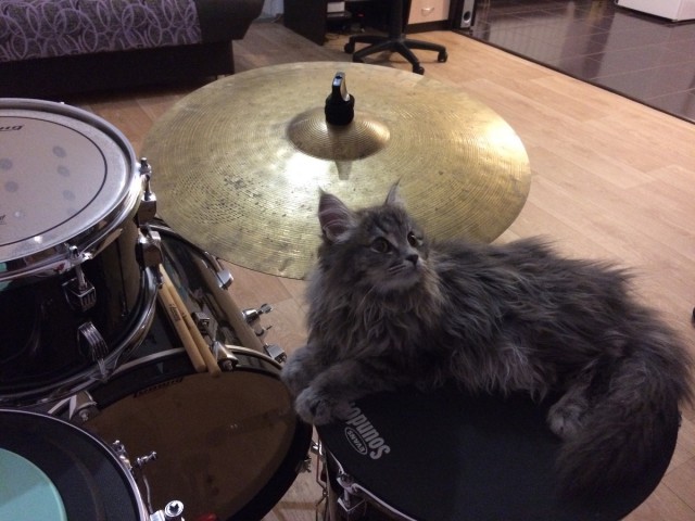Котовторник  01.03.2016
