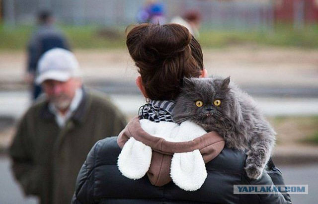 Приютский кот с огромными лапами изменил жизнь одного мужчины