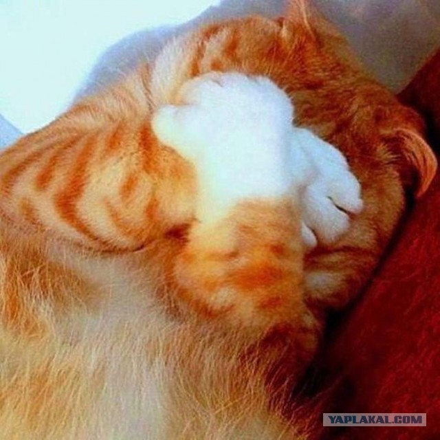 Люди из социальных сетей