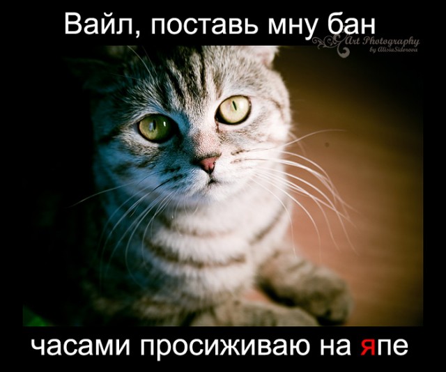 Котовторник!