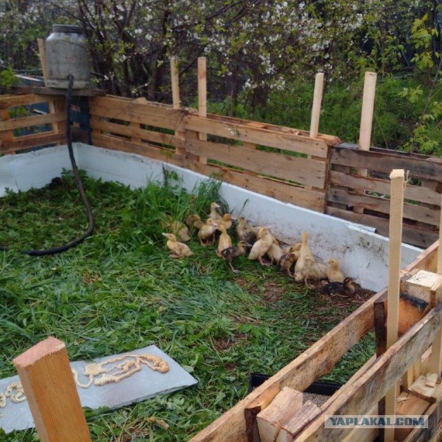 Сельскохозяйственный эксперимент ч. 7