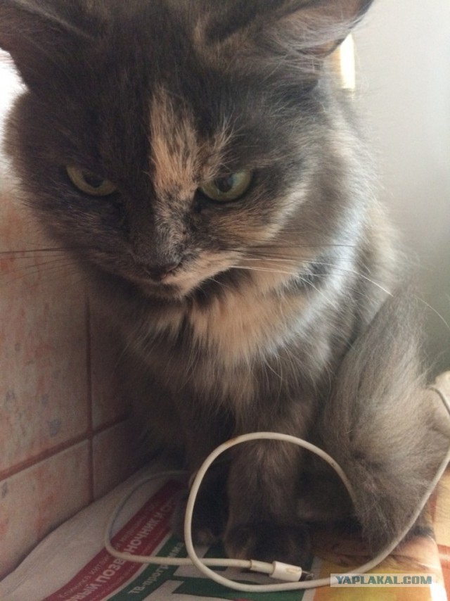 Котовторник 01.11.2016 г.