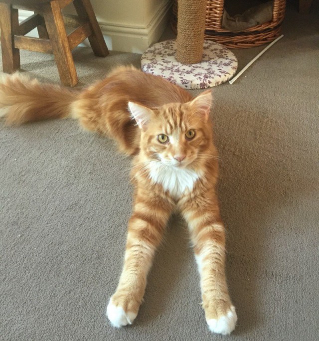 Коты из сети