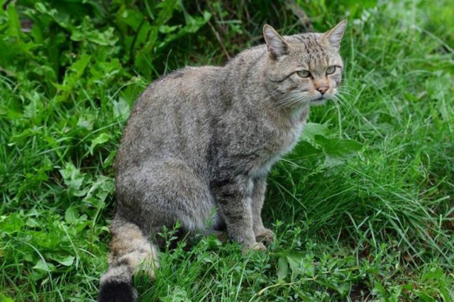 Коты из сети