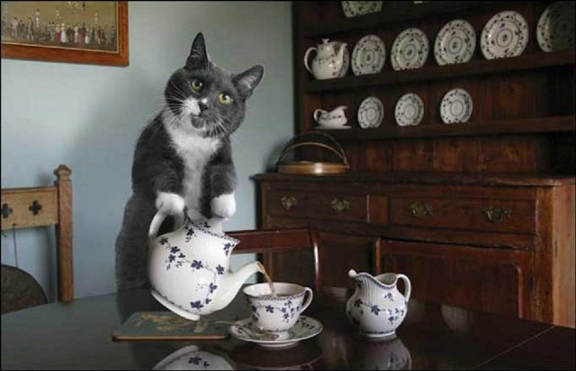 Коты из сети