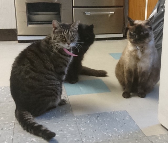 Коты из сети