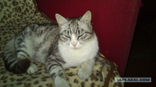 Котовторник  14.02.2017