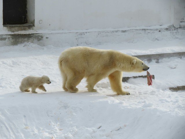 Самые смешные животные