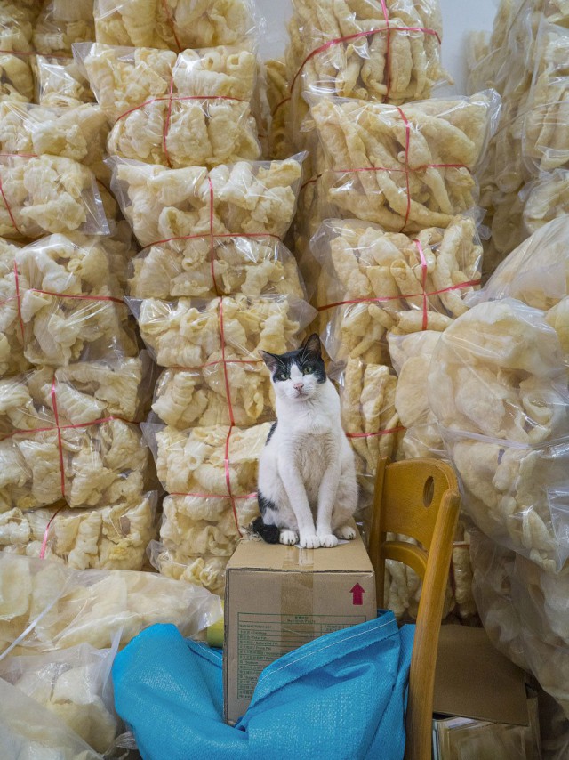 Коты и Кошки