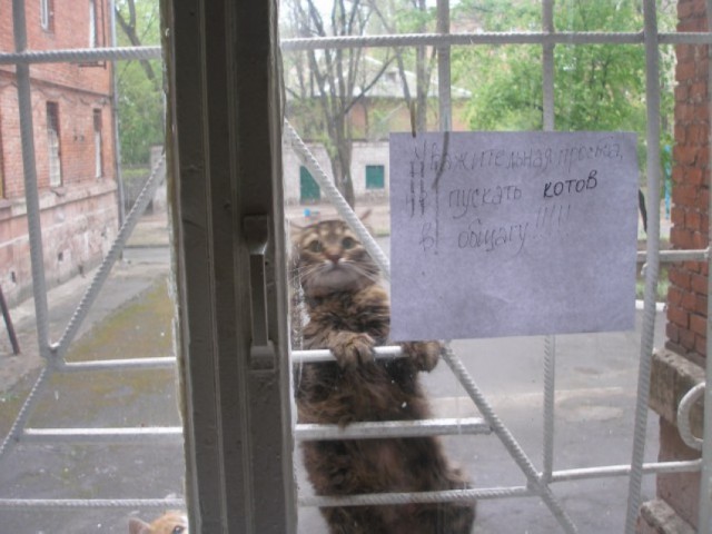 Коты и Кошки