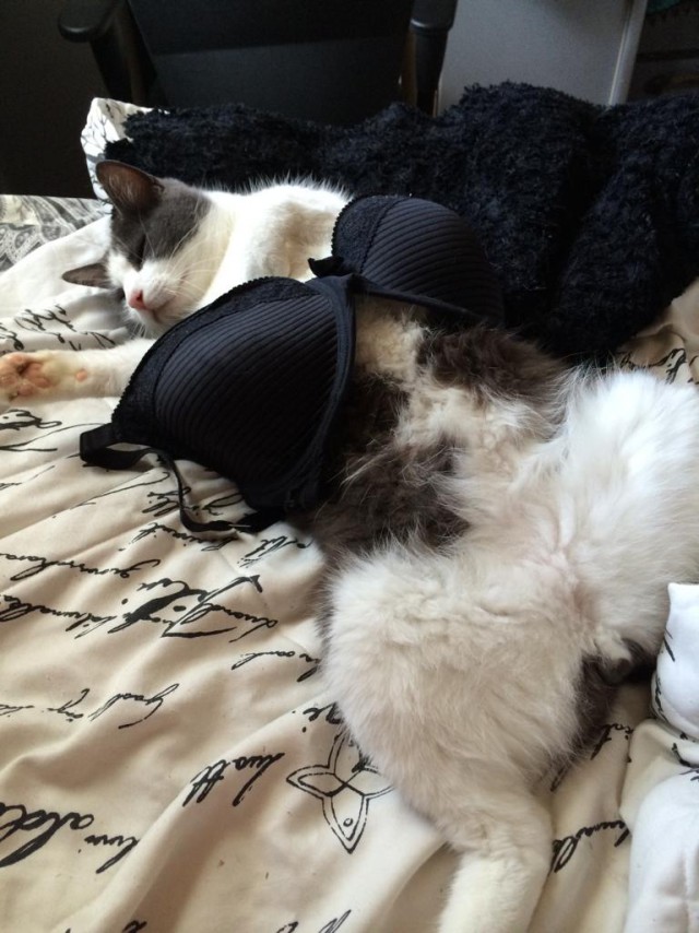 Коты и Кошки
