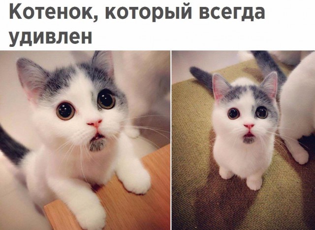 Коты и Кошки