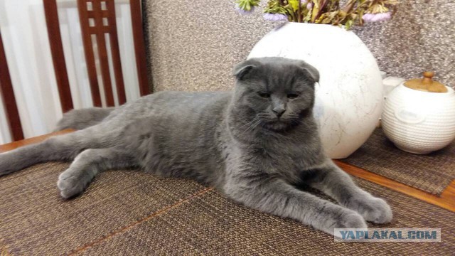 Котовторник  14.11.2017