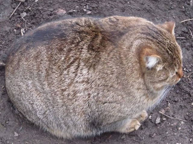 Коты и Кошки