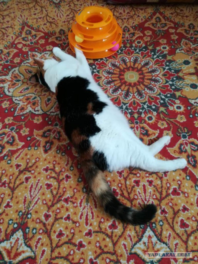 Котовторник 26.06.2018