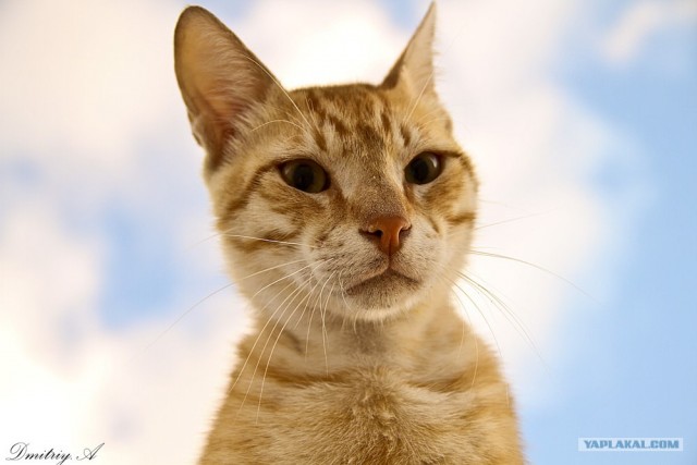 Котовторник на 6 июля