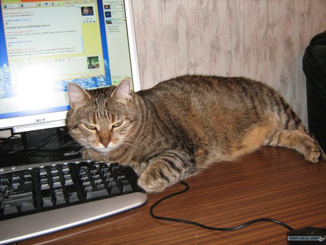 Котовторник - С праздником, котоводы!