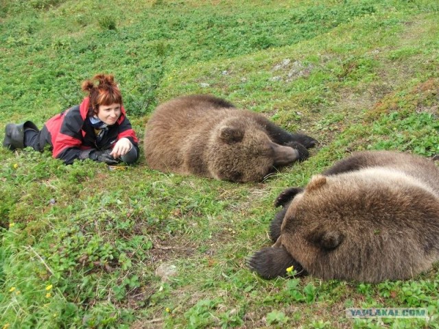 Дружба с медведами