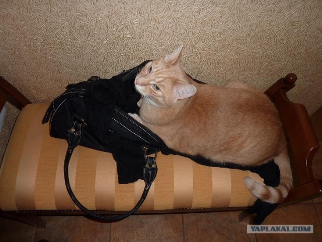 Сонный Котовторник