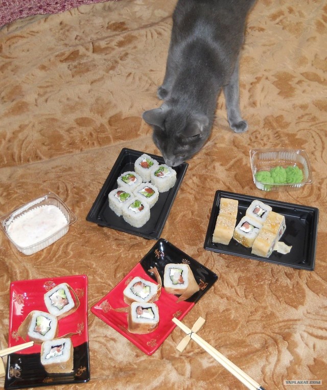 Котовторник (24. 01. 2012 )