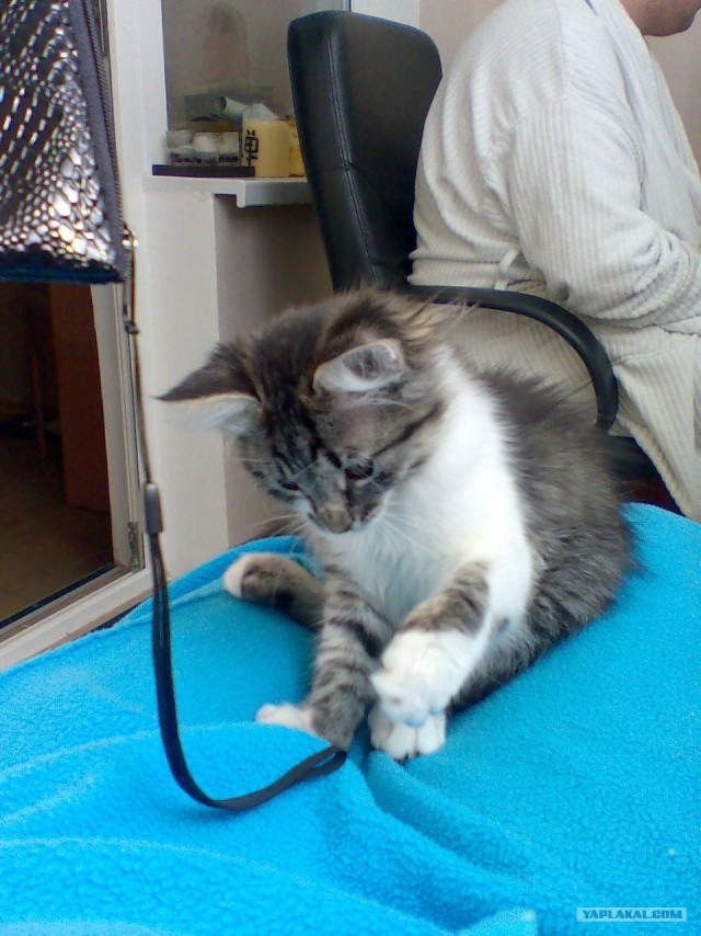 КОТОВТОРНИК (6.03.2012)