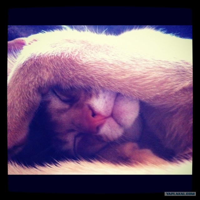 Котовторник  4.09.12