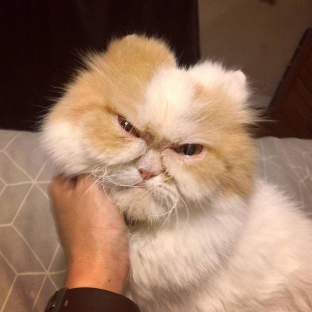 Забавные фото котеек
