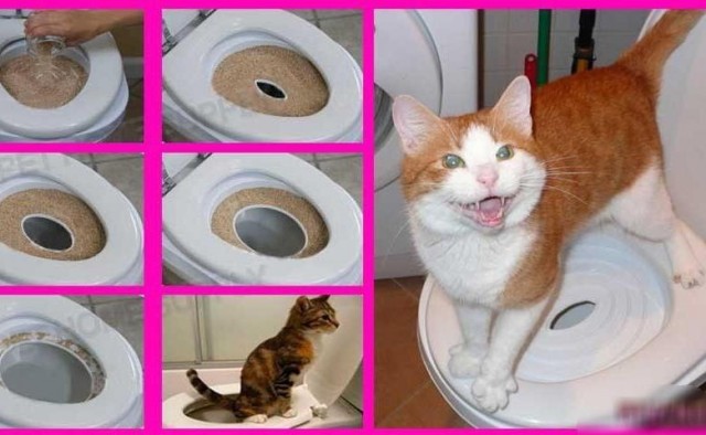 Правильный кот пользуется унитазом, а не лотком