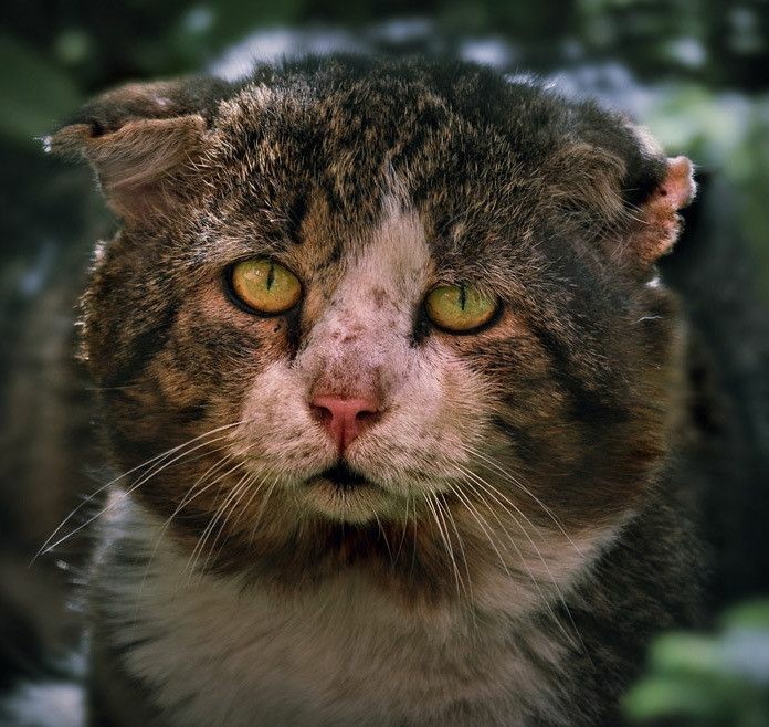 8 основных законов котиков