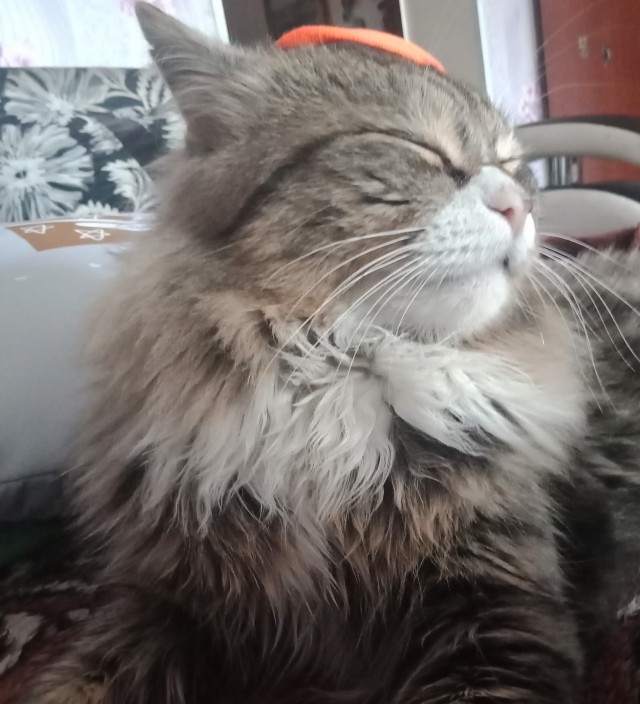Коты из сети