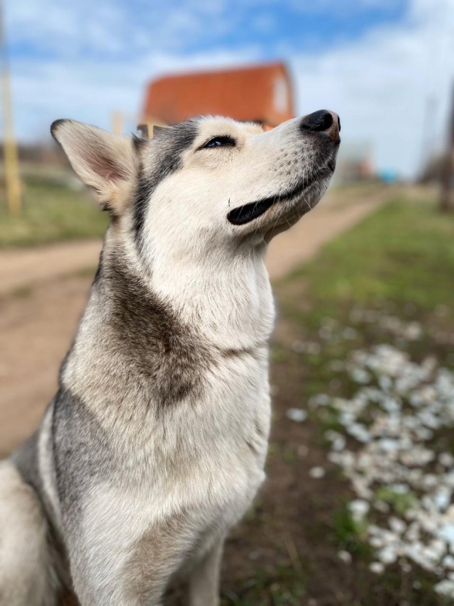 Зверушки