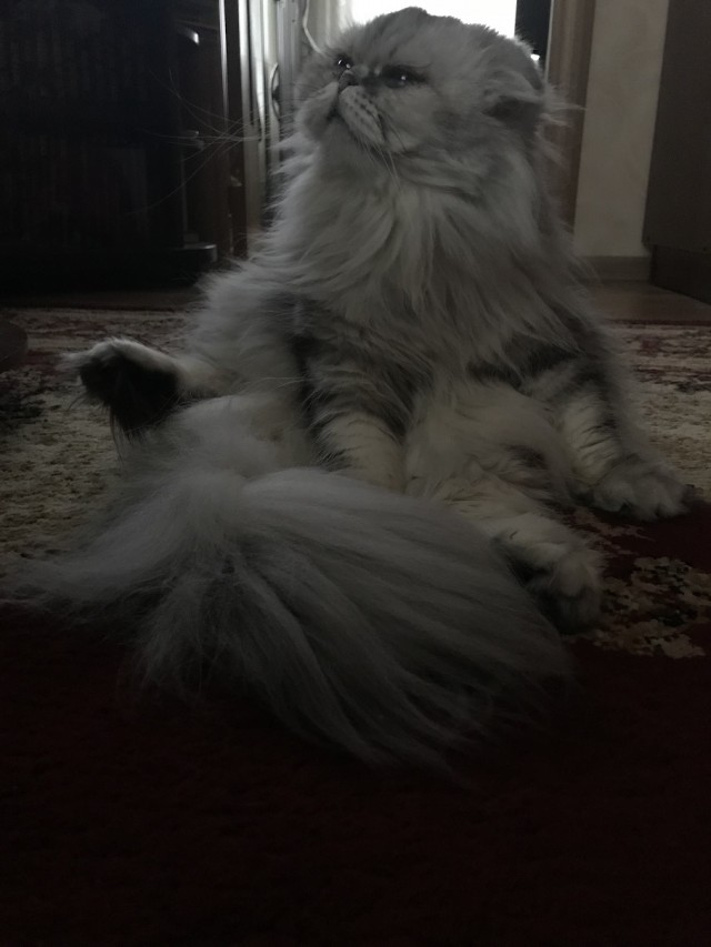 Котовторник 14.07.2020