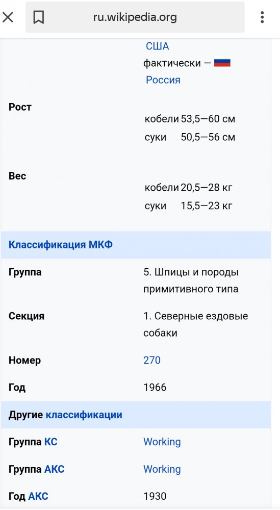 Помесь хаски и померанского шпица
