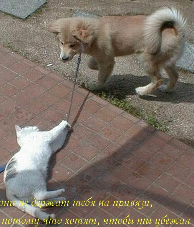 Собаки бывают