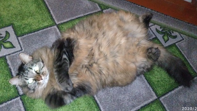 Котики бывают разные - черные, белые, и все классные
