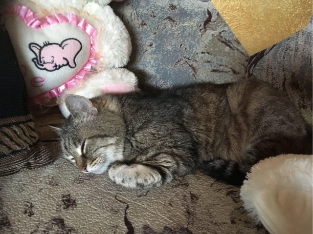 Котовторник. Добавляйте своих