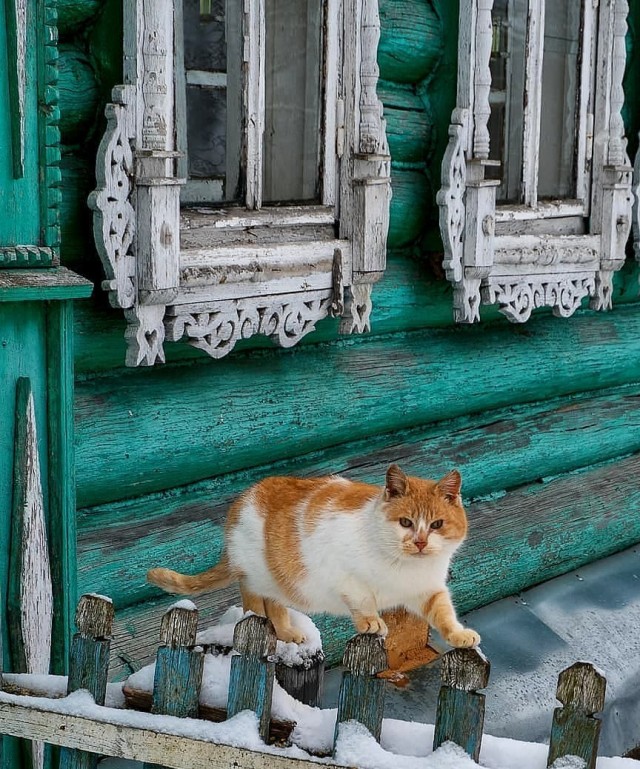 Уличные котаны