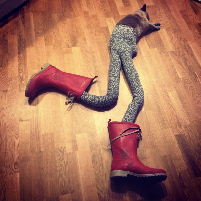 Котовторник!