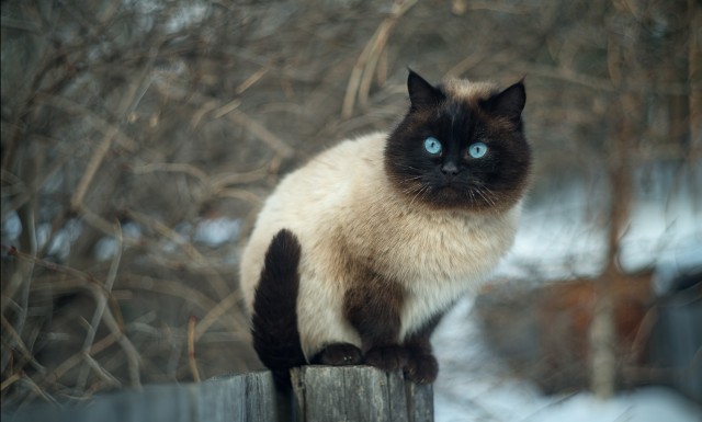 Которник